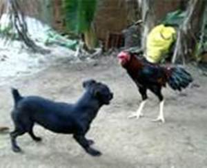 cão e galo